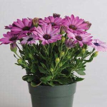 Остеоспермум Акила лавандовый /100 семян/ *Pan American*