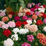 Пеларгонія Маверік F1 суміш (mix) /100 насінин/ *Syngenta*