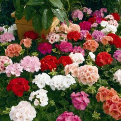 Пеларгония Маверик F1 смесь (mix) /100 семян/ *Syngenta*