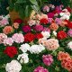 Насіння пеларгонії Маверік F1 суміш (mix) /100 насінин/ *Syngenta*