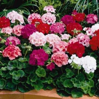 Пеларгония Маверик F1 смесь (mix) /100 семян/ *Syngenta*