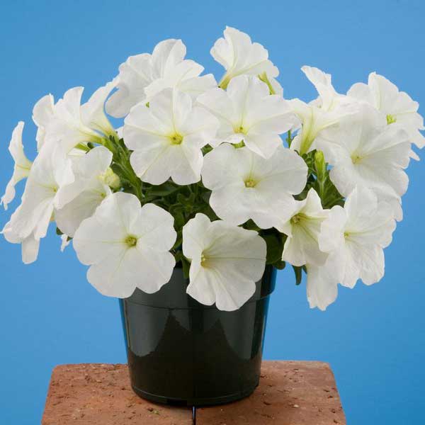 Семена петунии Аваланс F1 белая /250 семян/ *Benary*