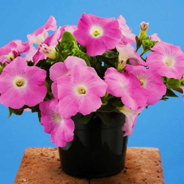 Насіння петунії Аваланс F1 малинова /250 насінин/ *Benary*