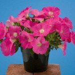 Петуния Аваланс F1 розовая /250 семян/ *Benary*