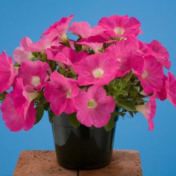 Петуния Аваланс F1 розовая /250 семян/ *Benary*