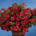 Петунія Аваланс F1 тропічно-червона /250 насінин/ *Benary*