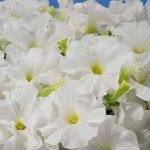 Петуния Аладдин F1 белая /1.000 семян/ *Benary*
