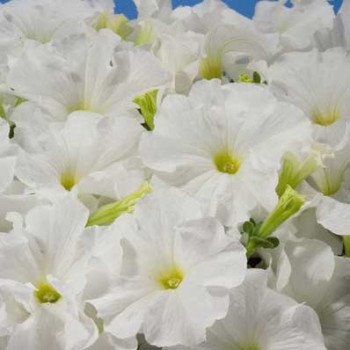 Петуния Аладдин F1 белая /1.000 семян/ *Benary*