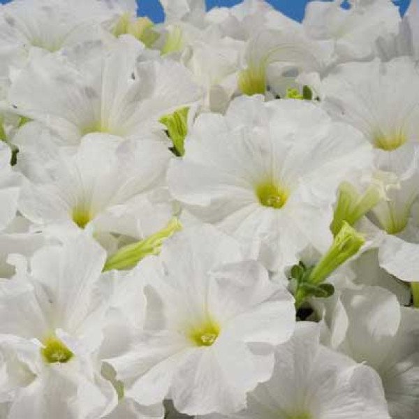 Семена петунии Аладдин F1 белая /1.000 семян/ *Benary*