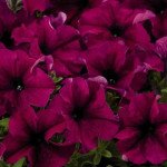 Петунія Аладдін F1 бургунді /1.000 насінин/ *Benary*