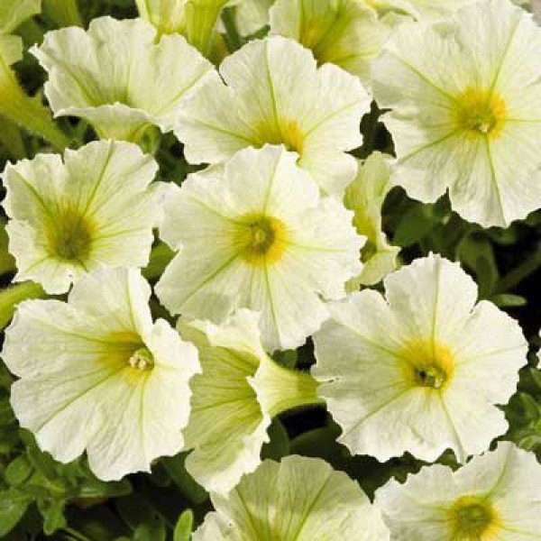 Насіння петунії Аладдін F1 жовта /1.000 насінин/ *Benary*