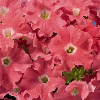 Петуния Аладдин F1 лососевая /1.000 семян/ *Benary*