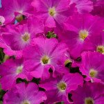 Петунія Аладдін F1 неон /1.000 насінин/ *Benary*