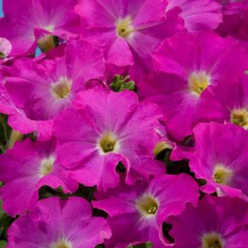 Петуния Аладдин F1 неон /1.000 семян/ *Benary*