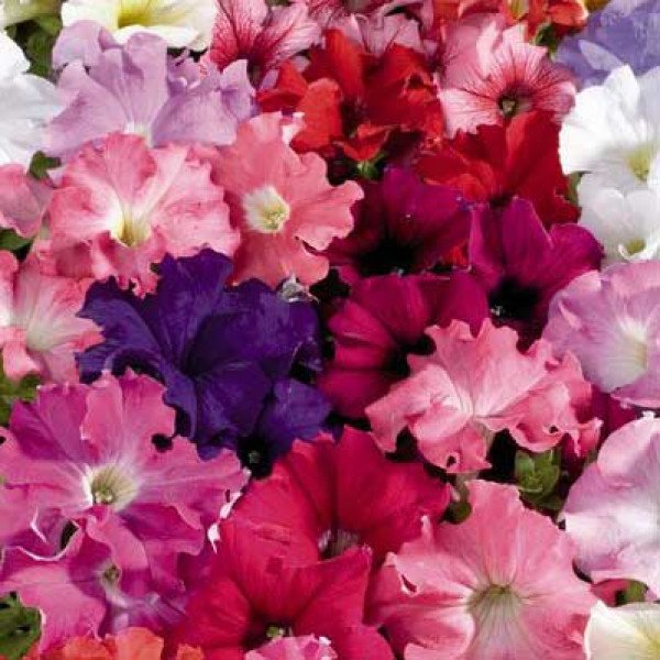 Насіння петунії Аладдін F1 суміш /1.000 насінин/ *Benary*