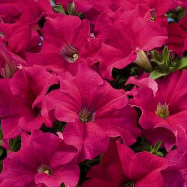 Семена петунии Аладдин F1 черри /1.000 семян/ *Benary*