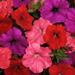 Петуния Изи Вейв F1 Сауз Бич смесь (красная, фиолетовая, коралловая) (south beach mix) /50 семян (драже)/ *Pan American*