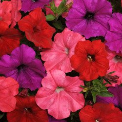 Петунія Ізі Вейв F1 Сауз Біч суміш (червона, фіолетова, коралова) (south beach mix) /50 насінин (драже)/ *Pan American*