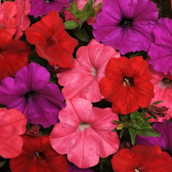 Семена петунии Изи Вейв F1 Сауз Бич смесь (красная, фиолетовая, коралловая) (south beach mix) /50 семян (драже)/ *Pan American*