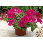 Петуния Рамблин F1 неон-розовая /100 семян/ *Syngenta*