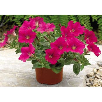 Петуния Рамблин F1 неон-розовая /100 семян/ *Syngenta*