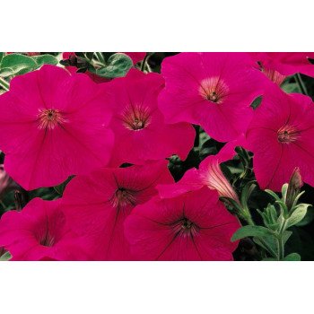 Петуния Рамблин F1 неон-розовая /100 семян/ *Syngenta*
