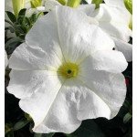 Петуния Ультра F1 белая /1.000 семян/ *Syngenta*