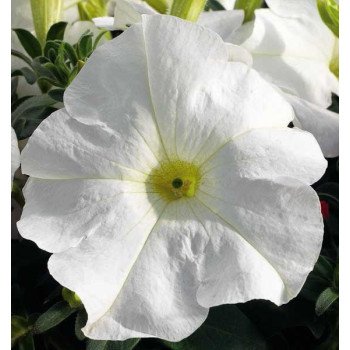 Петунія Ультра F1 біла /1.000 насінин/ *Syngenta*