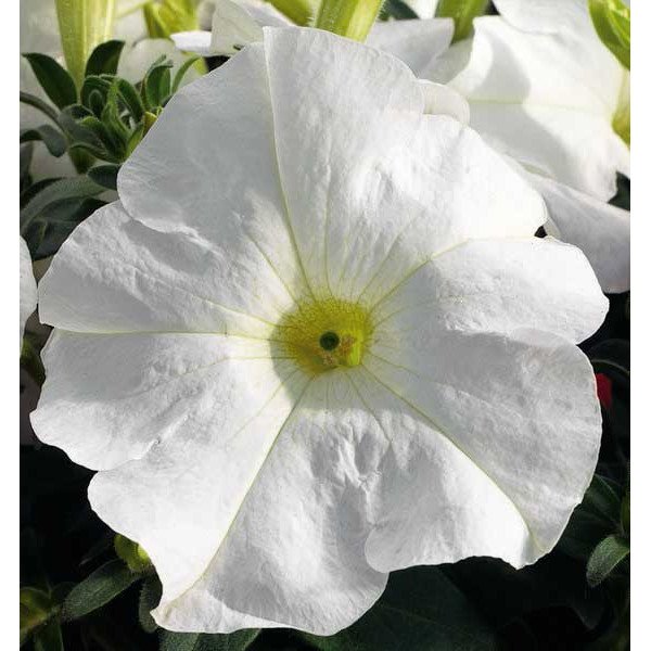 Насіння петунії Ультра F1 біла /1.000 насінин/ *Syngenta*