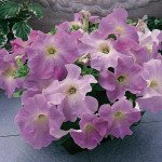 Петуния Ультра F1 лиловая /1.000 семян/ *Syngenta*