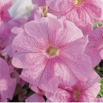 Петуния Ультра F1 малиновая с прожилками /1.000 семян/ *Syngenta*