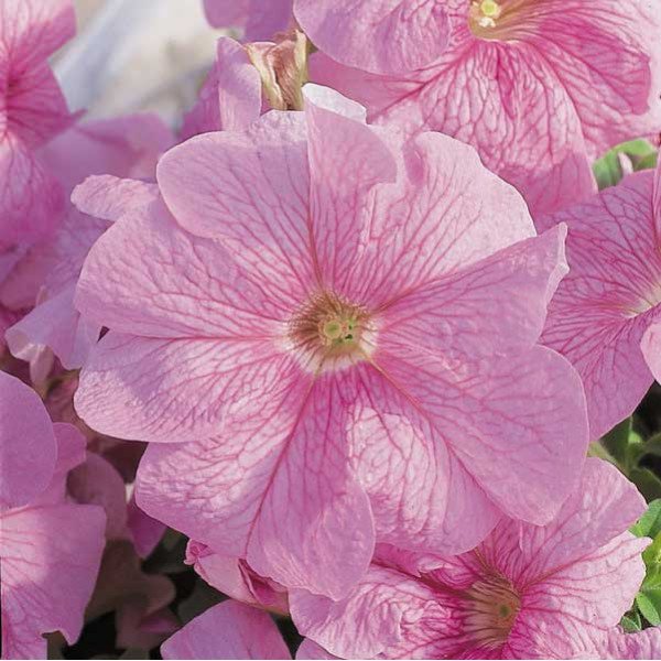 Семена петунии Ультра F1 малиновая с прожилками /1.000 семян/ *Syngenta*