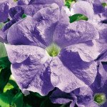Петуния Ультра F1 небесно-синяя /1.000 семян/ *Syngenta*