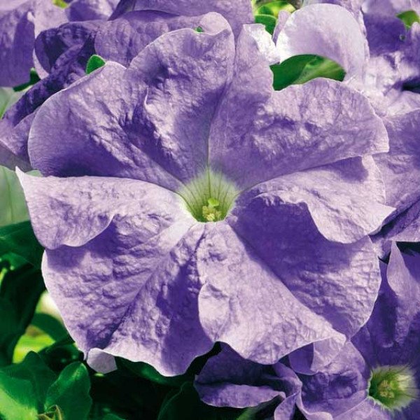 Семена петунии Ультра F1 небесно-синяя /1.000 семян/ *Syngenta* Семена петунии Ультра F1 небесно-синяя /1.000 семян/ *Syngenta*