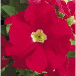 Петуния Ультра F1 скарлет /1.000 семян/ *Syngenta*