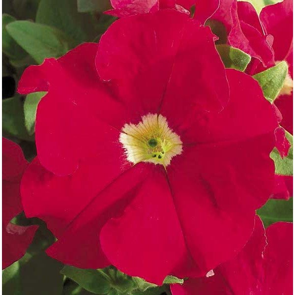 Насіння петунії Ультра F1 скарлет /1.000 насінин/ *Syngenta*