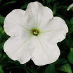 Петуния Ура F1 белая /1.000 семян/ *Syngenta*