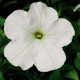 Насіння петунії Ура F1 біла /1.000 насінин/ *Syngenta*