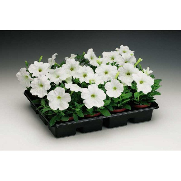 Насіння петунії Ура F1 біла /1.000 насінин/ *Syngenta*