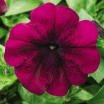 Петуния Ура F1 вельвет /1.000 семян/ *Syngenta*