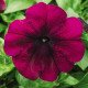 Насіння петунії Ура F1 вельвет /1.000 насінин/ *Syngenta*