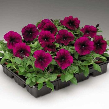 Петунія Ура F1 вельвет /1.000 насінин/ *Syngenta*