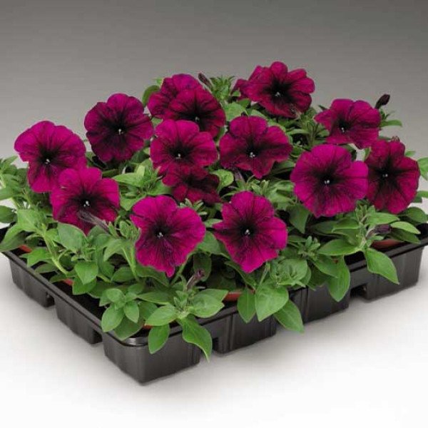 Насіння петунії Ура F1 вельвет /1.000 насінин/ *Syngenta*