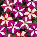 Петуния Ура F1 звездная смесь /1.000 семян/ *Syngenta*