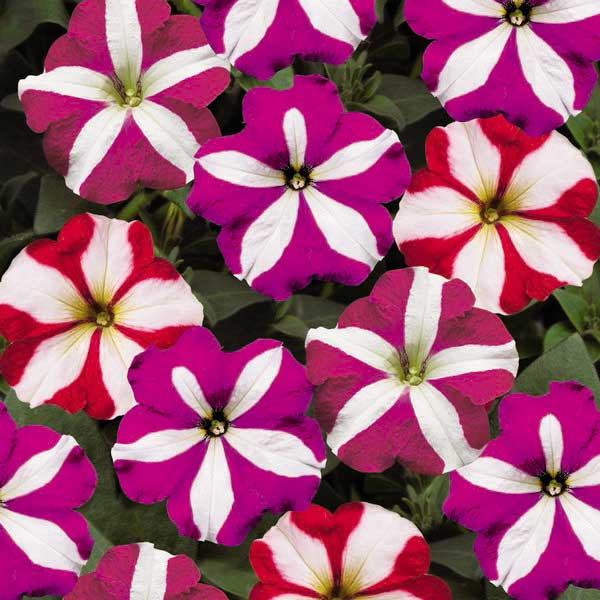 Семена петунии Ура F1 звездная смесь /1.000 семян/ *Syngenta*