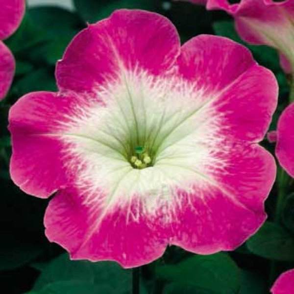 Семена петунии Ура F1 корал флеш /1.000 семян/ *Syngenta*