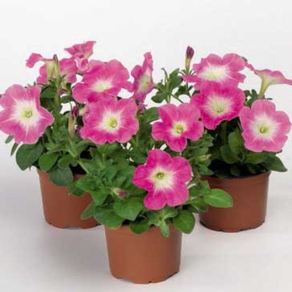 Семена петунии Ура F1 корал флеш /1.000 семян/ *Syngenta*