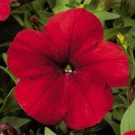 Петунія Ура F1 червона /1.000 насінин/ *Syngenta*