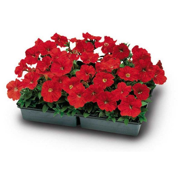 Насіння петунії Ура F1 червона /1.000 насінин/ *Syngenta*