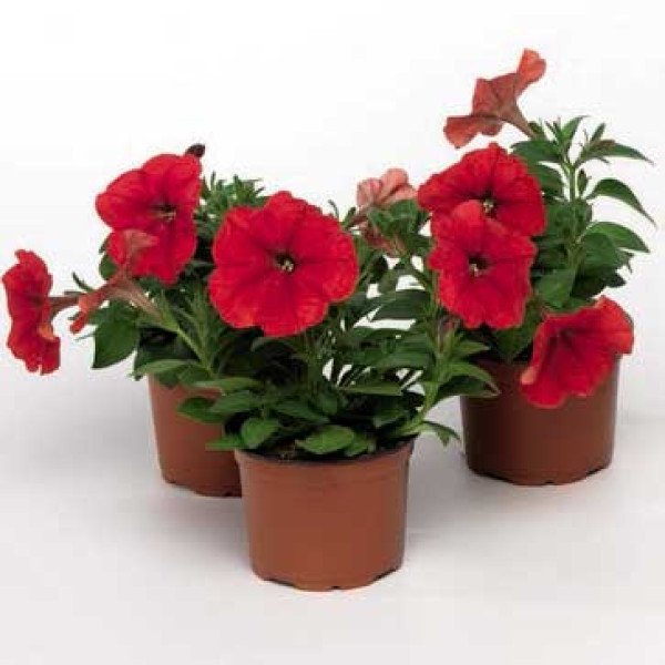 Насіння петунії Ура F1 червона /1.000 насінин/ *Syngenta*